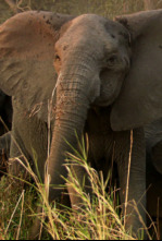 Imagen de La guerra de los elefantes - 4