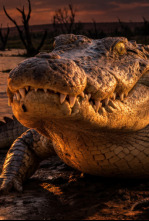 Imagen de Human and Wildlife Conflict Ep. 1 - 4