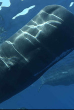 Imagen de Cachalotes: gigantes del mar - 4