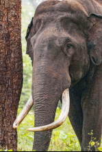 Imagen de Los secretos de los elefantes: Asia - 6