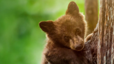 Imagen de Parques Nacionales de...: Islas del canal - 5