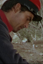 Imagen de Martín o gaucho - 4