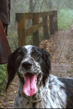 Imagen de Setters los guardianes del báltico Ep.2 - 4