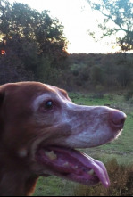 Imagen de Dehesa el Campillo, una temporada atípica - 4