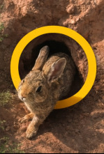 Imagen de Conejos, ni contigo ni sin ti - 4