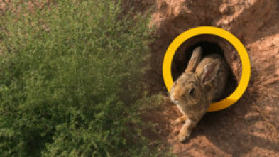 Imagen de Conejos, ni contigo ni sin ti - 5