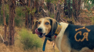 Imagen de Montería la ribera 