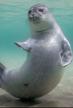 Imagen de Mares en movimiento  - 4