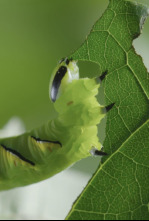 Imagen de Momentos magicos. El hechizo de la naturaleza - 13