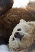 Imagen de El invierno del oso - 4