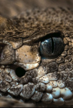 Imagen de Serpientes monstruosas - 11