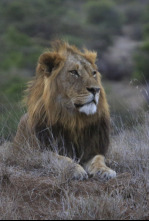 Imagen de Matriarcados del reino animal: Ep.4 - 4