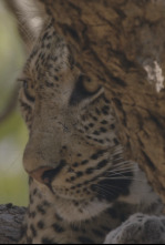 Imagen de Zambia salvaje  - 12