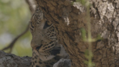 Imagen de Zambia salvaje  - 14