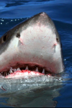 Imagen de Gran tiburón blanco: una leyenda viviente - 4