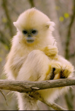 Imagen de Primates: El mundo salvaje de los primates - 6