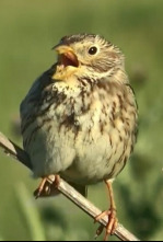 Imagen de ¡Qué animal! (T3) - 4