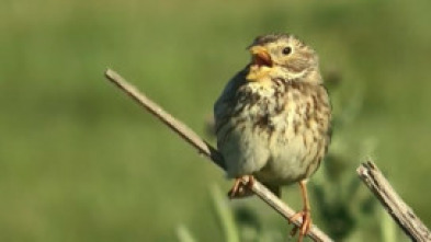 Imagen de ¡Qué animal! (T3): Teide - 5