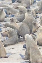 Imagen de Focas. Unos mamíferos con mucho carácter - 4