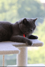 Imagen de Animales: amigos...: Jóvenes - 4