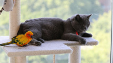 Imagen de Animales: amigos...: Jóvenes - 5