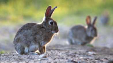 Imagen de Hispania, tierra de conejos - 5