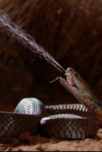 Imagen de Serpientes: anatomía del veneno - 4