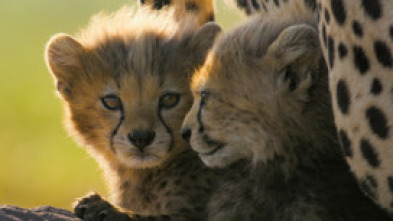 Imagen de Guepardos en primer plano con Bertie Gregory - 6