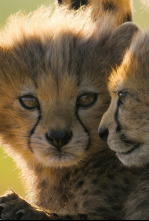 Imagen de Guepardos en primer plano con Bertie Gregory - 9