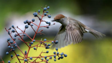 Imagen de Belleza y seducción en la naturaleza  - 5