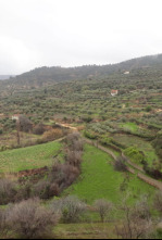 Imagen de El escarabajo verde  - 4