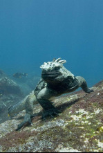 Imagen de Océanos - 4