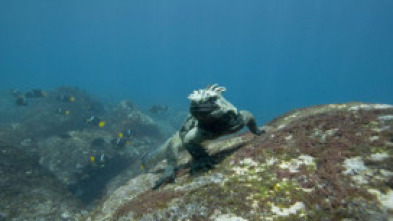 Imagen de Océanos - 5