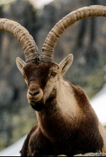 Imagen de Jerte, vida salvaje en el valle de los cerezos - 13