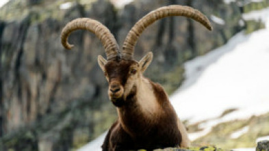 Imagen de Jerte, vida salvaje en el valle de los cerezos - 15