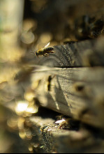 Imagen de Los secretos de las...: La colmena - 5