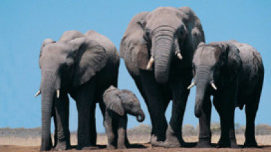 Imagen de Cuentos de Zambia: Vida y muerte en la llanura - 7