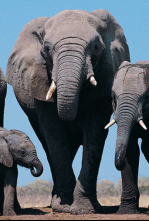 Imagen de Zambia salvaje  - 13