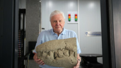 Imagen de Attenborough y el monstruo jurásico - 15