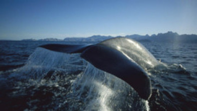 Imagen de Vida animal: En busca de la ballena azul - 5