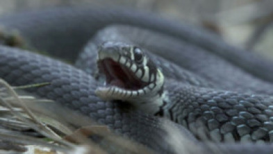 Imagen de Biebzra - el Amazonas europeo - 7