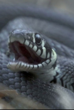 Imagen de Biebzra - el Amazonas europeo - 13