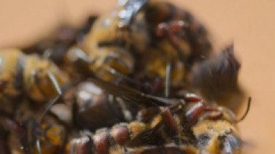 Imagen de Los secretos de las abejas  - 10