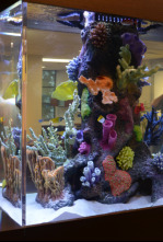 Imagen de Acuarios XXL: El acuario real de Prince Royce - 4