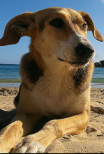 Imagen de La playa, la vida salvaje alrededor de la sombrilla - 6