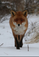 Imagen de Zorros pequeños con una gran personalidad - 6