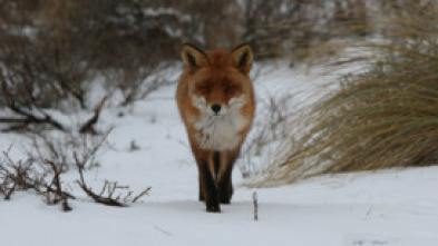 Imagen de Zorros pequeños con una gran personalidad - 7