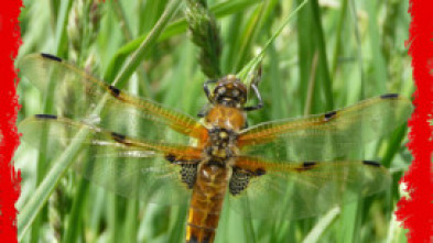 Imagen de Fauna letal  - 15