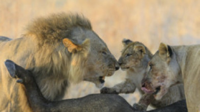 Imagen de Los leones mandan - 15