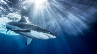 Imagen de Tiburones - 5